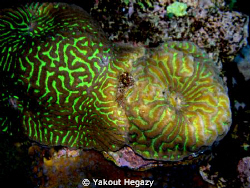 Brain coral-Red sea-Egypt by Yakout Hegazy 